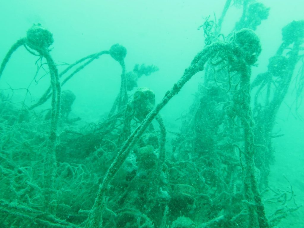 Marine life conservation Portfolio