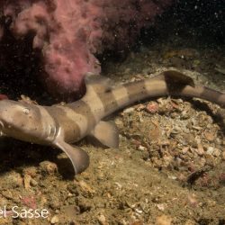 Brownbanded Bamboo Shark Juvenile