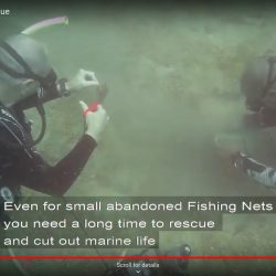 rescuing marine life