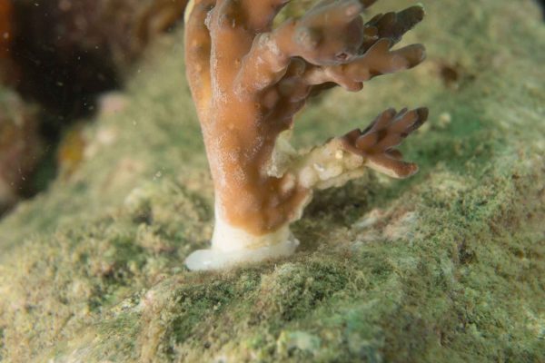 Coral Propagation