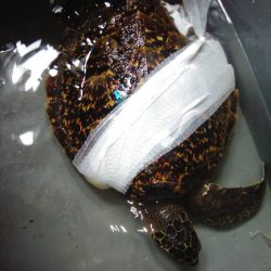 Turtle Rescue