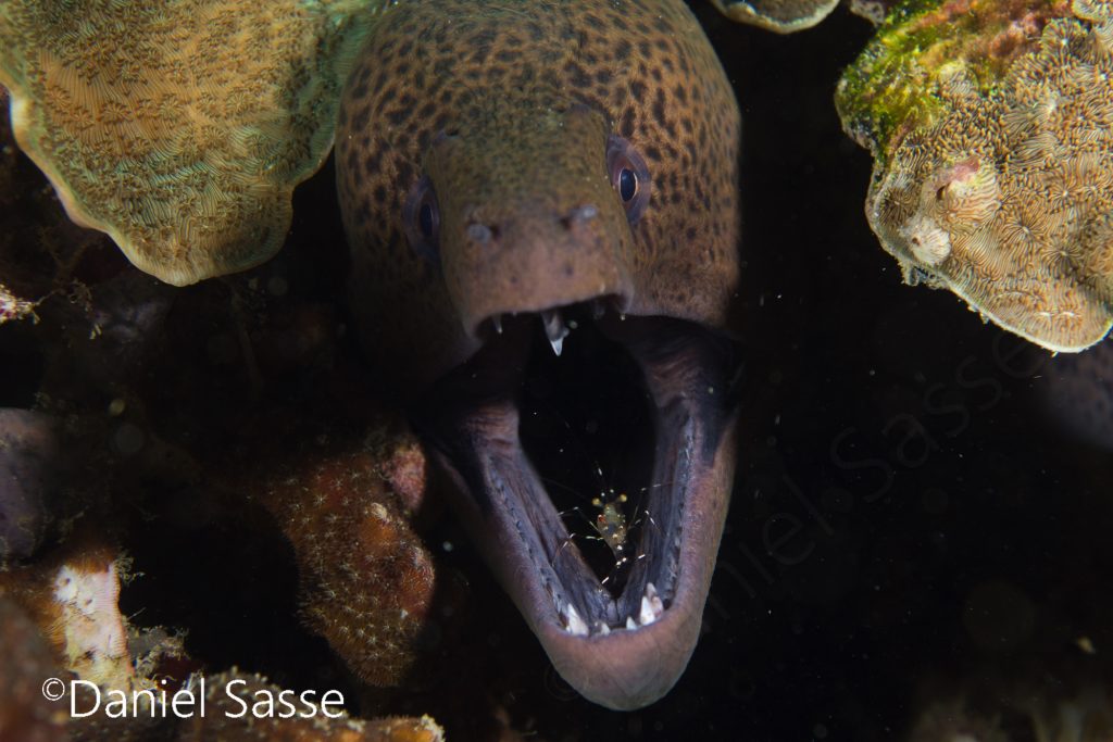 Moray eel with transparent cleaner shrimp
