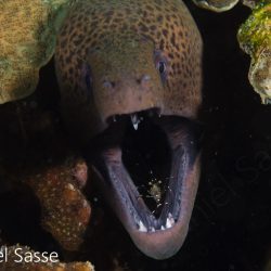 Moray eel with transparent cleaner shrimp