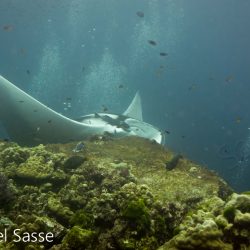Giant Manta Ray