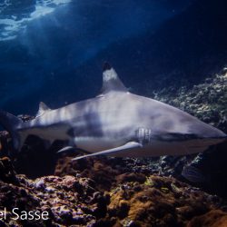 Carcharhinus melanopterus