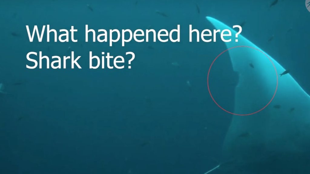 Shark Bite Manta Ray closeup