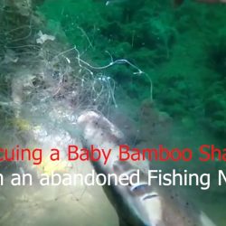 Baby Bamboo shark rescue
