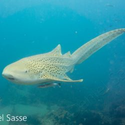 Zebra shark